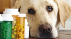 4 Spôsoby, ako prinútiť psa, aby užíval liek, ak to nejesť dobrovoľne pilulky